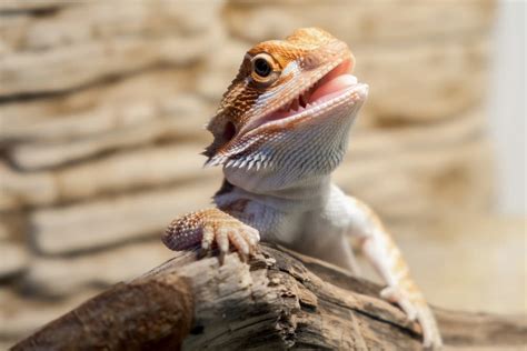 reddit reptiles|what is the easiest reptile to take care of.